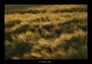 Fotos_Felder / Äcker