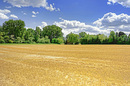 Abgeerntet - auf der Nonnenaue bei Ginsheim