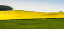 Rapsfeld 