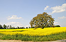 Blühender Baum in einem Rapsfeld