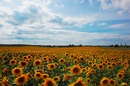 Ein Feld voller Sonne