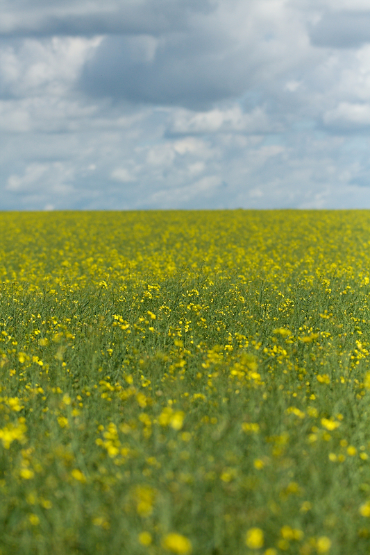 Sehr schönes Feld und die schönen Wolken