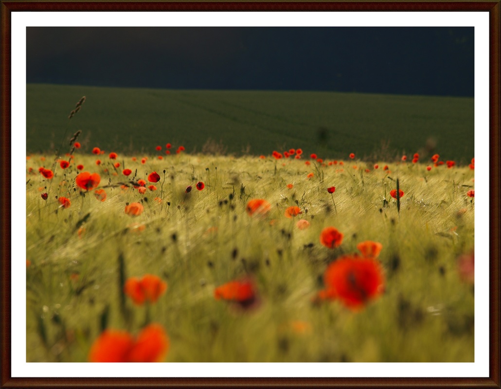 Der Mohn....