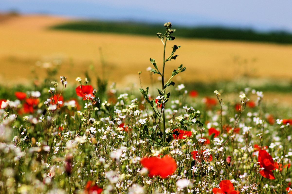 Kornfeld nahe Bellheim