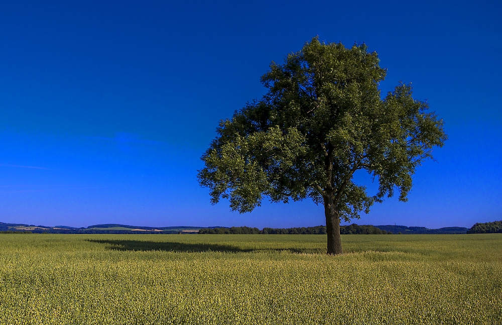 Der Baum