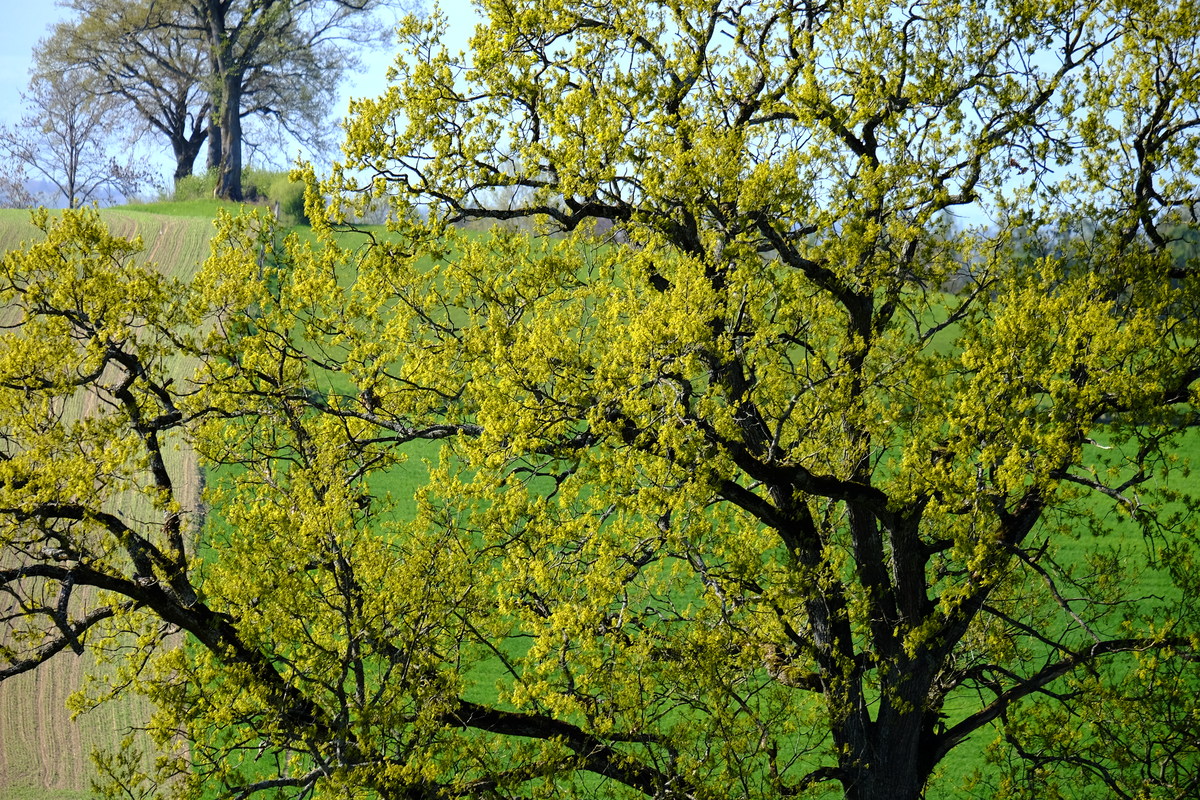 Frühjahrslandschaft