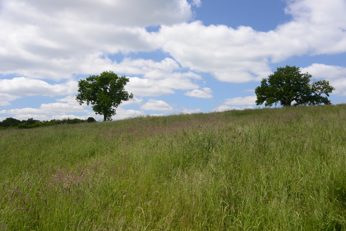 Ein Wiese in S-H