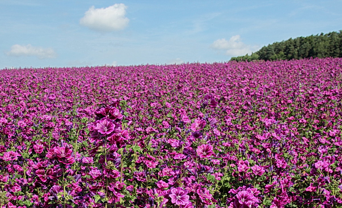 Malvenfeld im Steigerwald