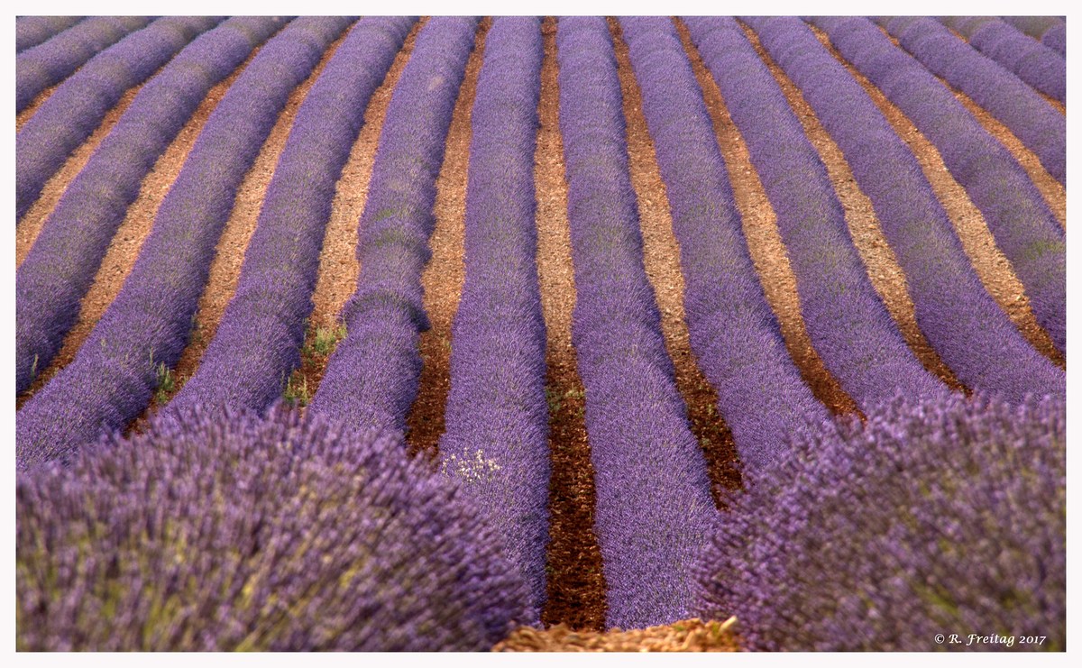 Lavendel
