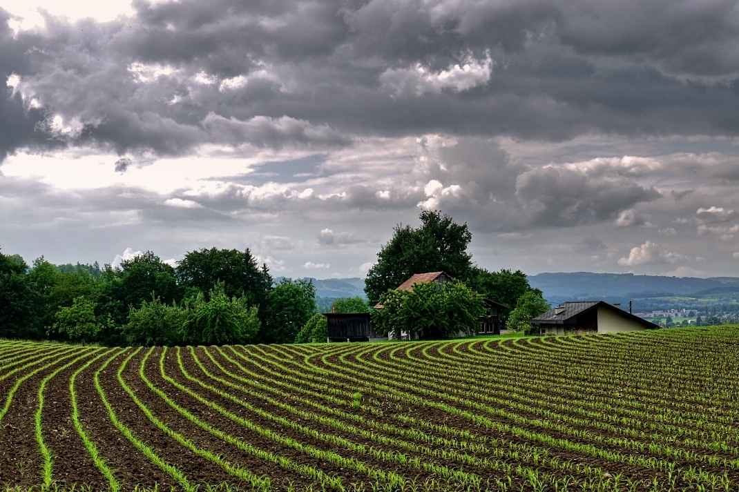 der Mais ist gesäht