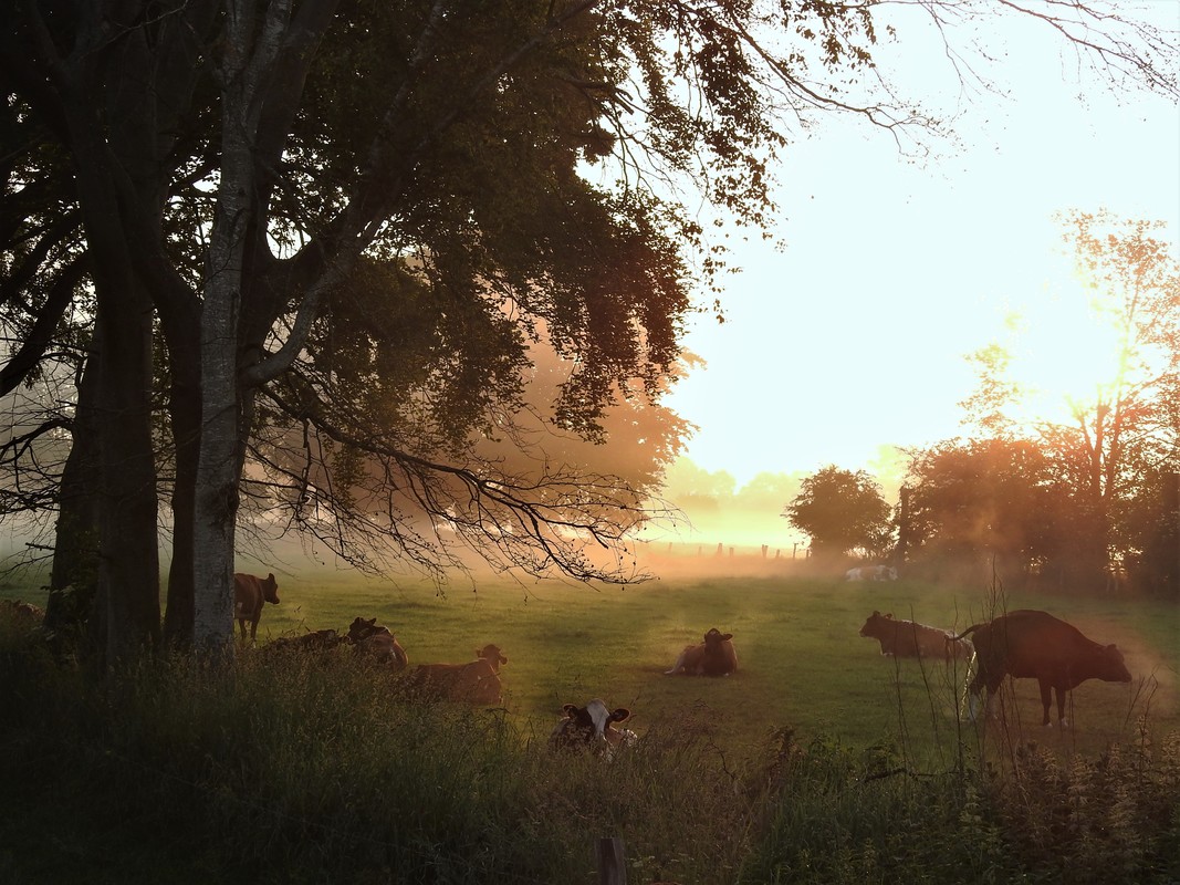 Rinderweide bei Nortorf