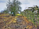 Kahle Obstbäume im Weinberg 