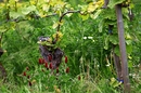 Fotos_Weinberge & Obstbau