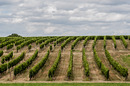 Fotos_Weinberge & Obstbau