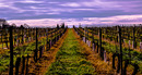 Fotos_Weinberge & Obstbau