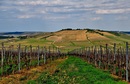 Fotos_Weinberge & Obstbau