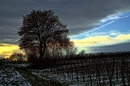 Fotos_Weinberge & Obstbau