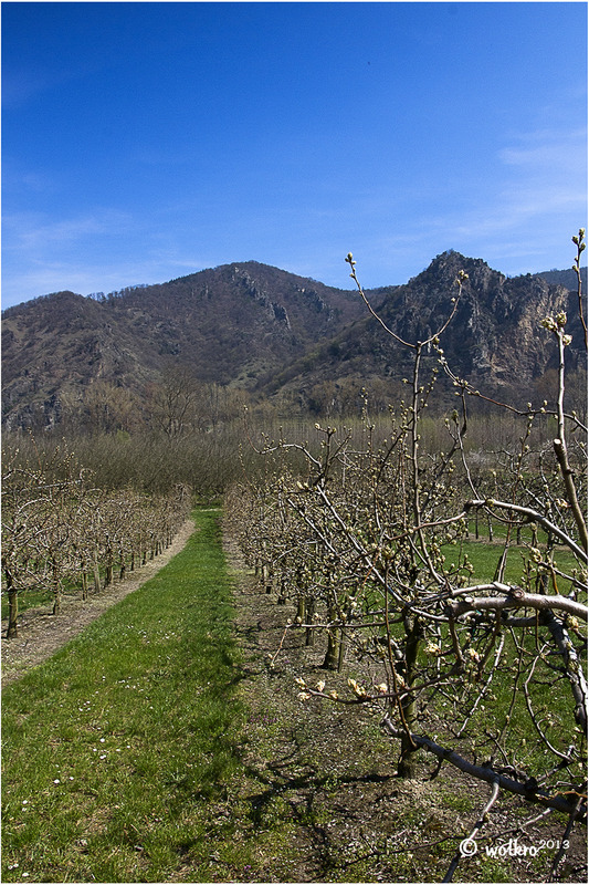 Wachau