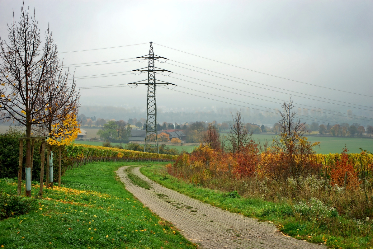 In den Weinbergen zwischen Eltville und Walluf