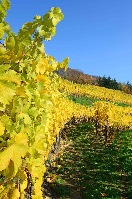 Sehnsucht nach Wein....