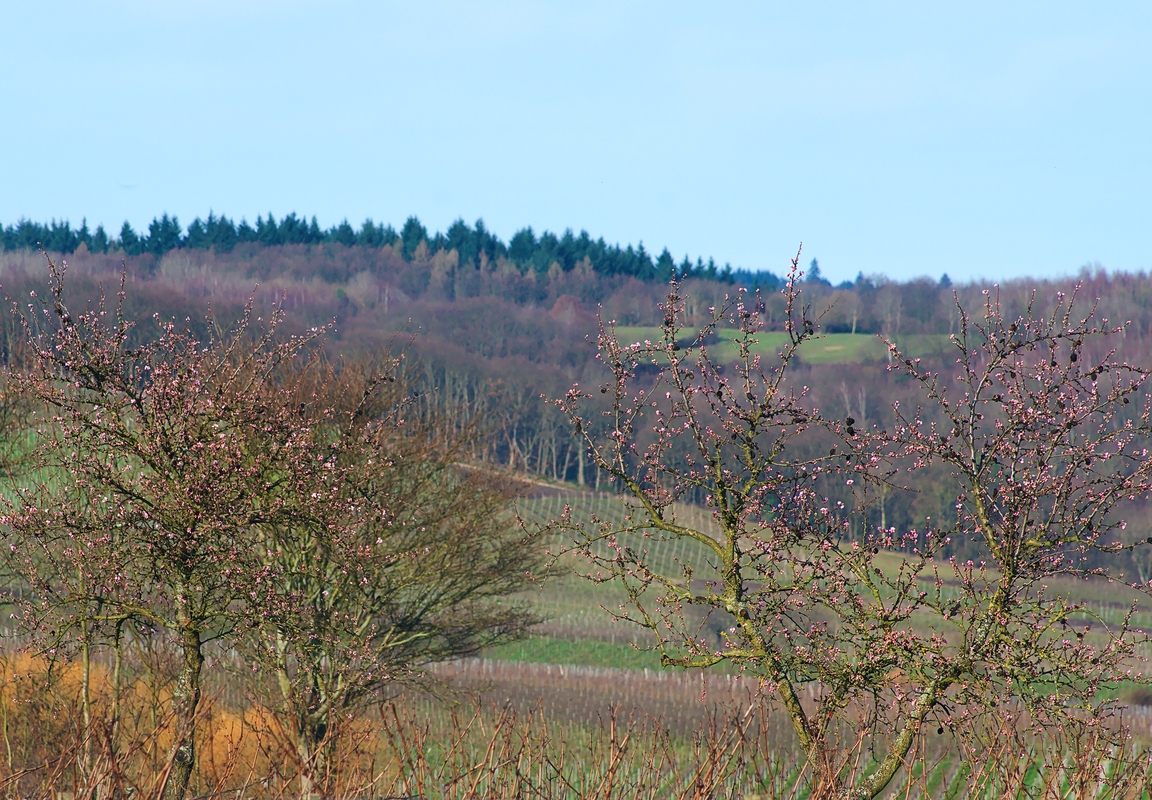 Mandelblüte im Rheingau am 6. Februar 2016