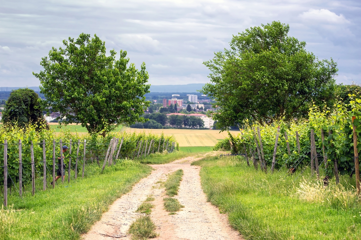 Auf dem Weg nach Flörsheim - in den Weinbergen bei Wicker