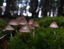 pilze