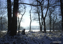 Licht im Wald