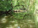 Ruhe am Weiher
