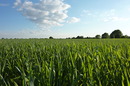 Feld