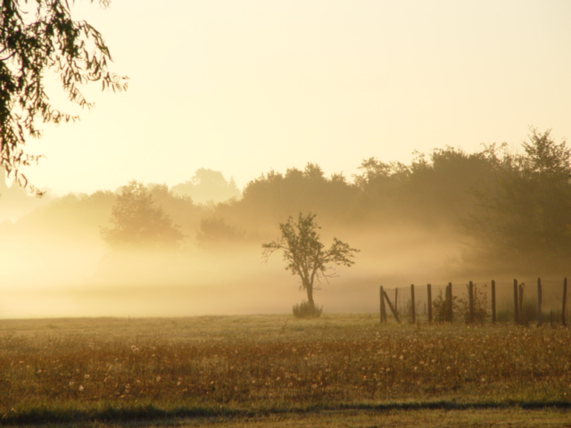 Morgennebel