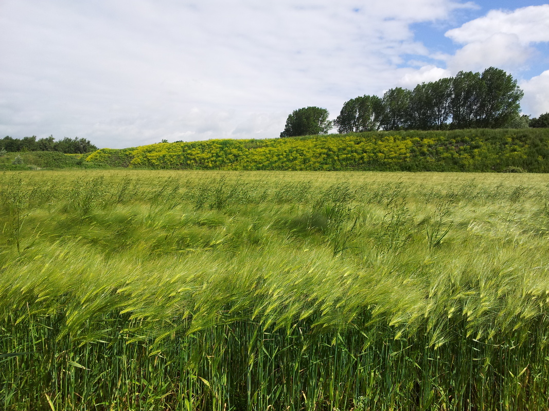 Kornfeld 2