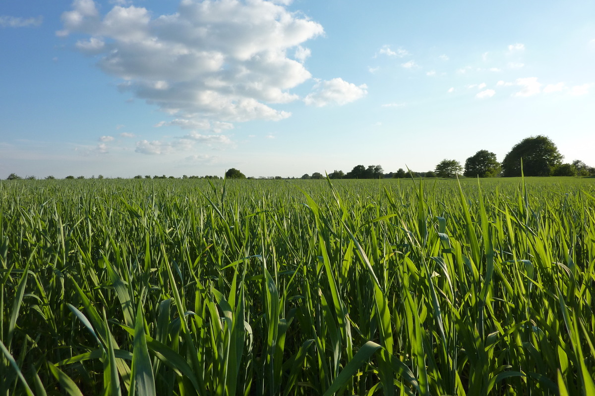 Feld