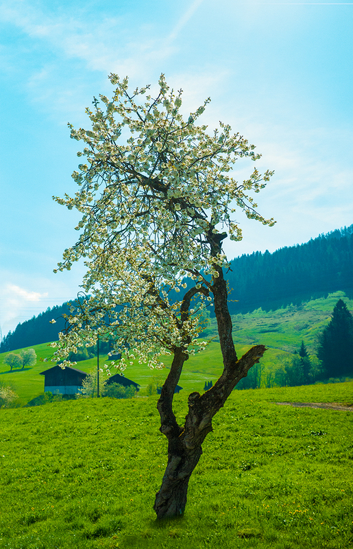 Knorriger Baum