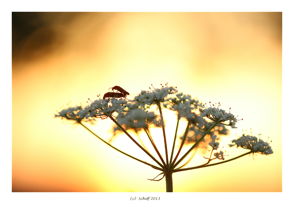 Liebe in der Abendsonne 2