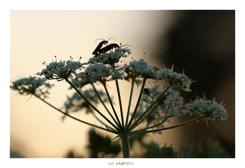 Liebe nach der Abendsonne ;-)