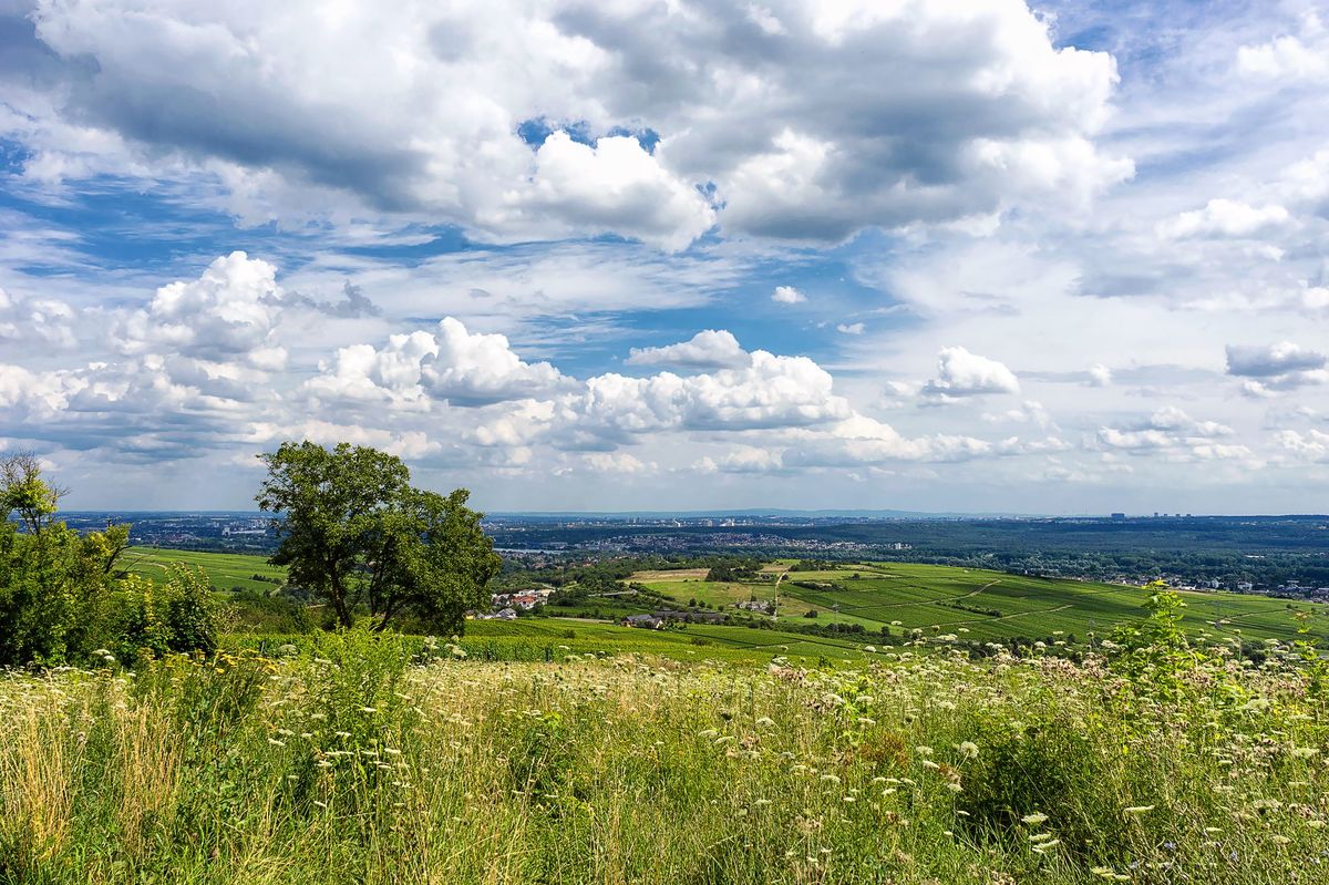 Blick von der Bubenhäuser Höhe in Richtung Mainz