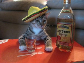 535_f1a0341ffd726fc81beae1f31ee62d8b_katze-trinkt-tequila.jpg