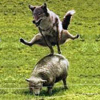 6364_948e8bafc2f9763c1af2ab47392e92cc_wolf_schaf.jpg